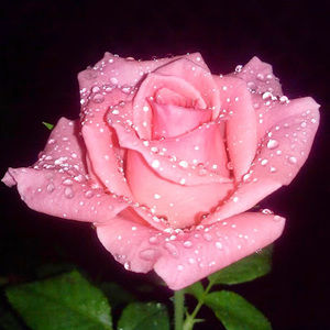 Meet your Posher, Haley